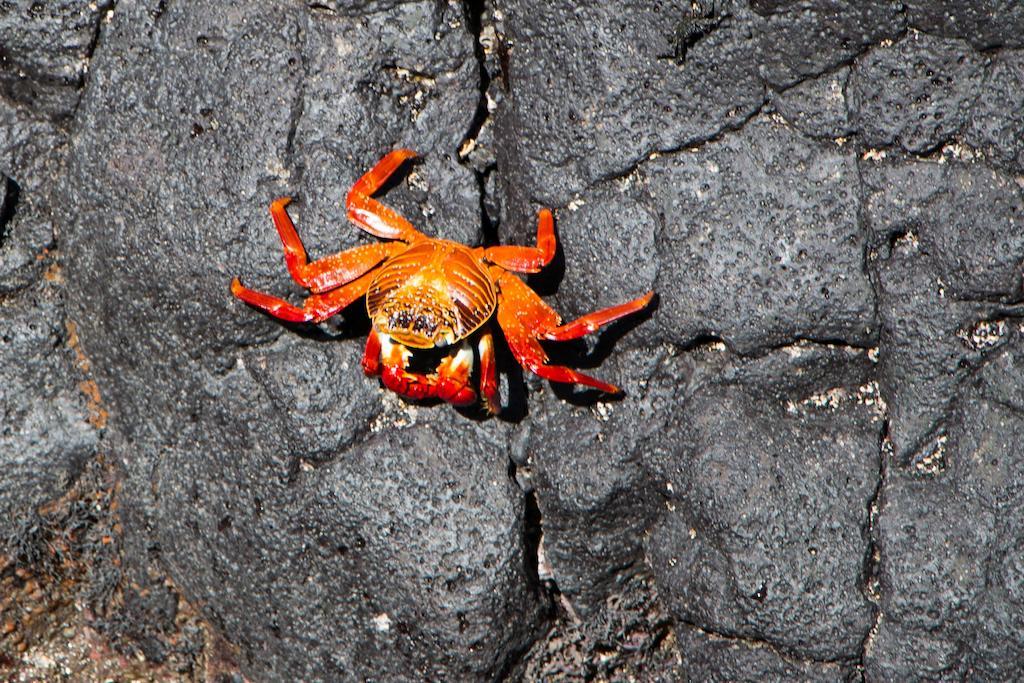 Chez Manany Galapagos Ecolodge Puerto Villamil Bagian luar foto