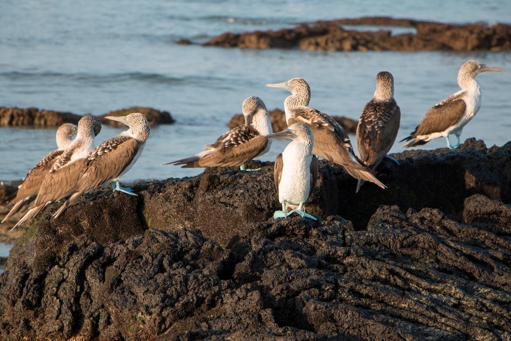 Chez Manany Galapagos Ecolodge Puerto Villamil Bagian luar foto