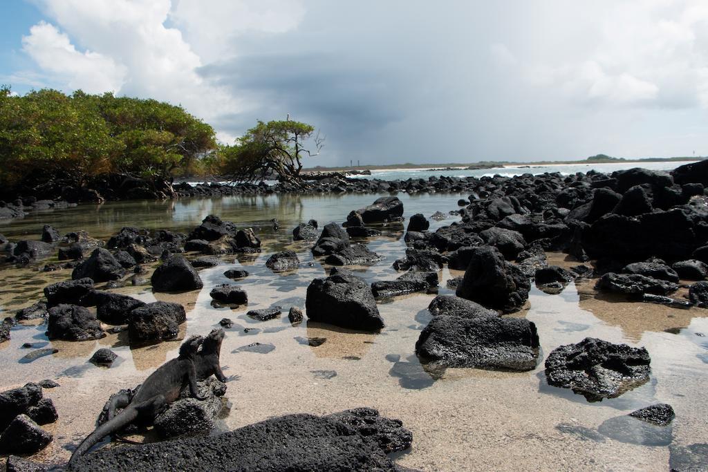 Chez Manany Galapagos Ecolodge Puerto Villamil Bagian luar foto