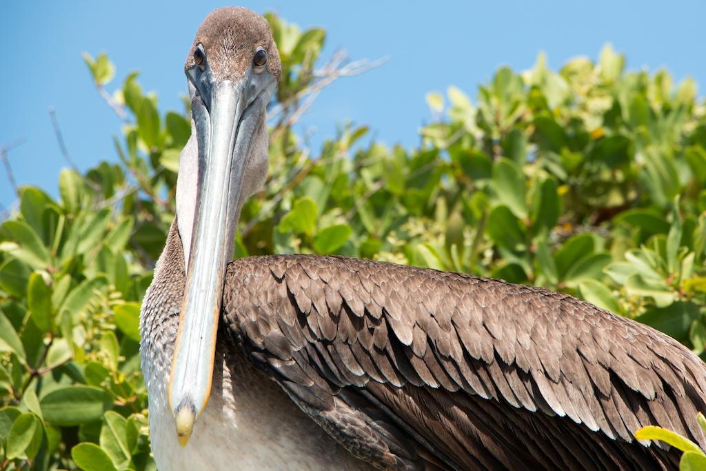 Chez Manany Galapagos Ecolodge Puerto Villamil Bagian luar foto